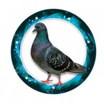 PIGEON 1InchVINYL CENTRE